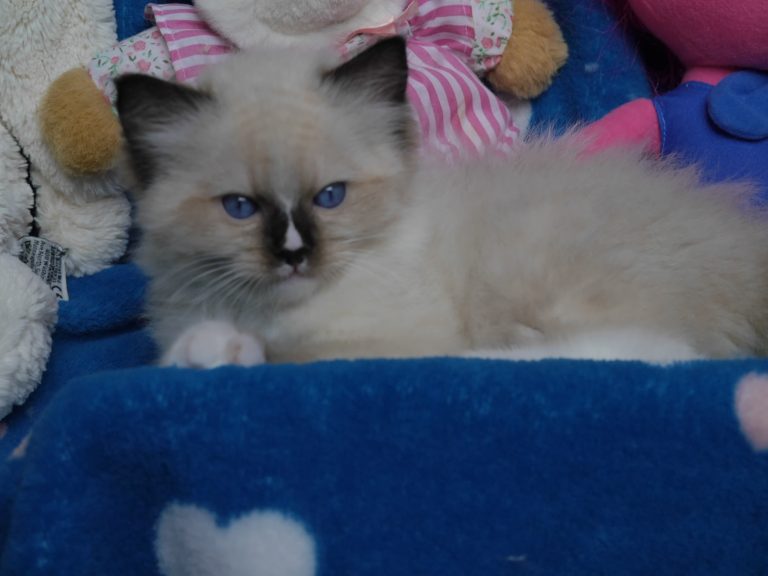 I`Blaze
