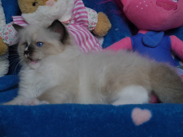 I`Blaze