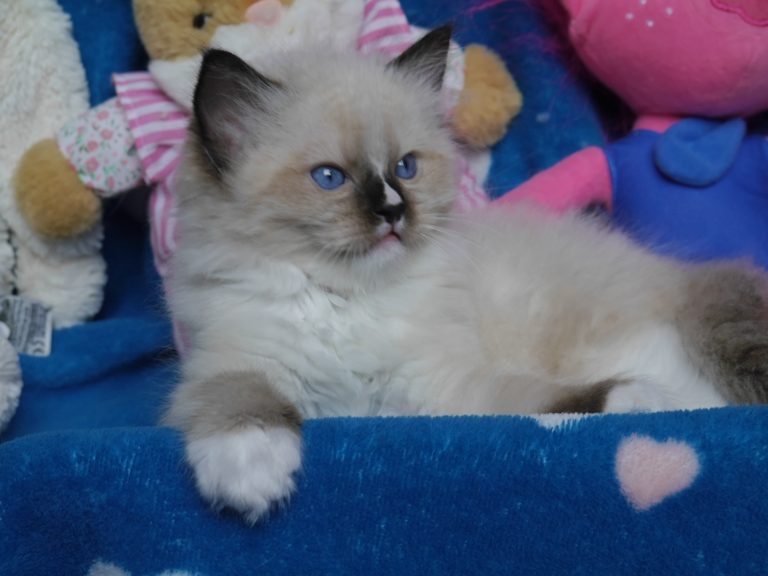 I`Blaze