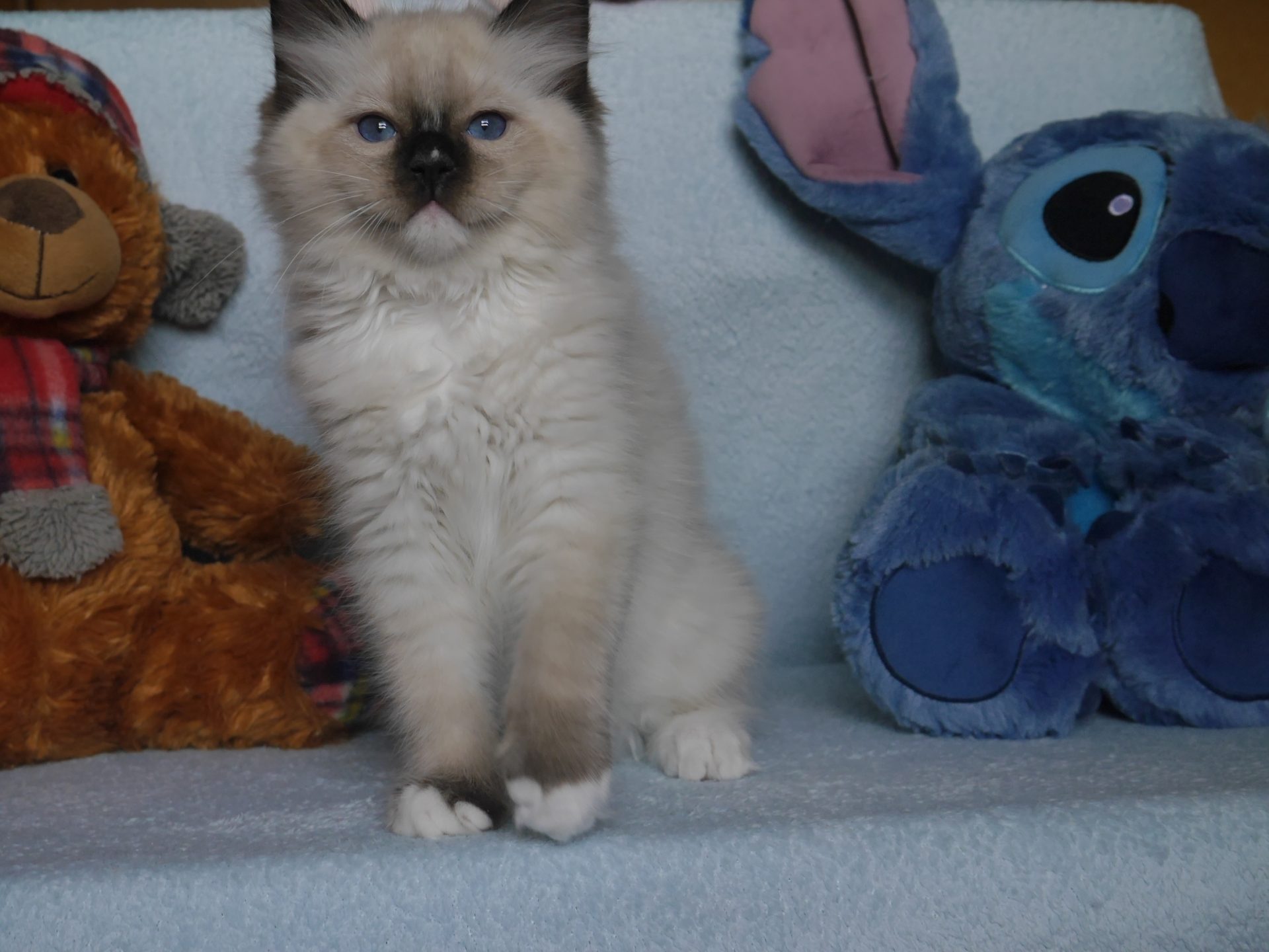 Gustaw