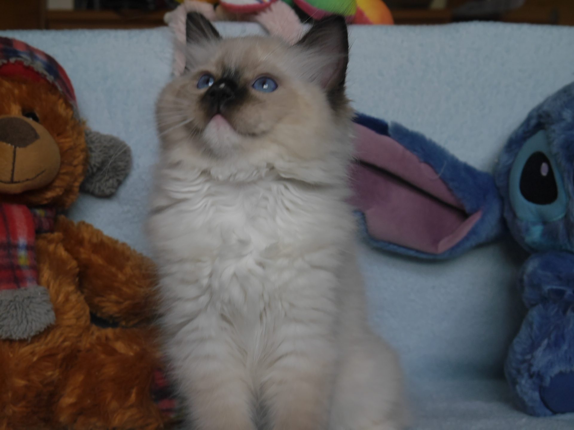 Gustaw