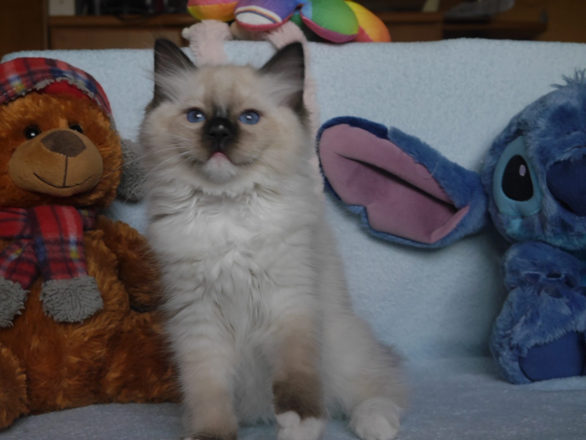 Gustaw