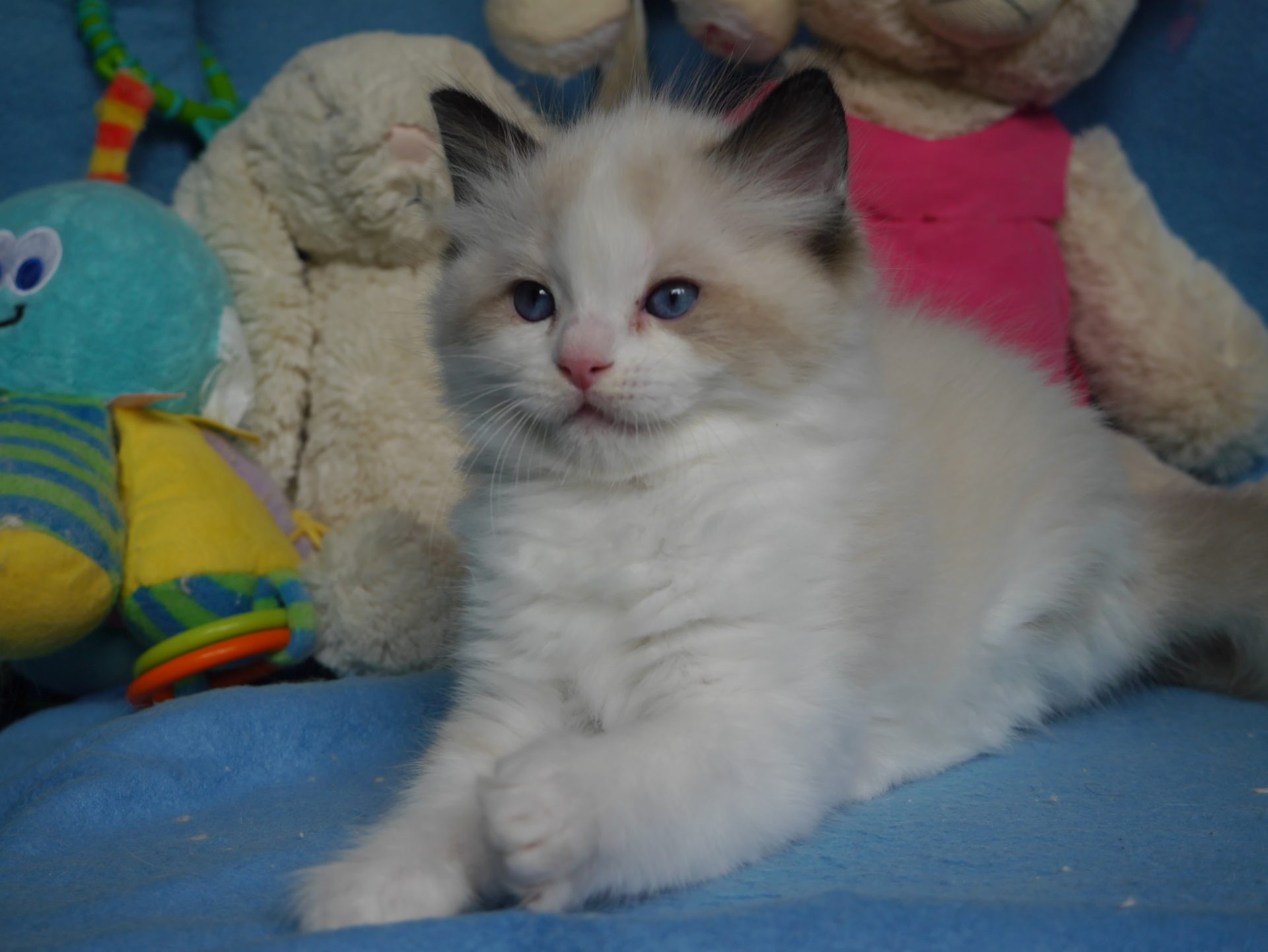 Lolek