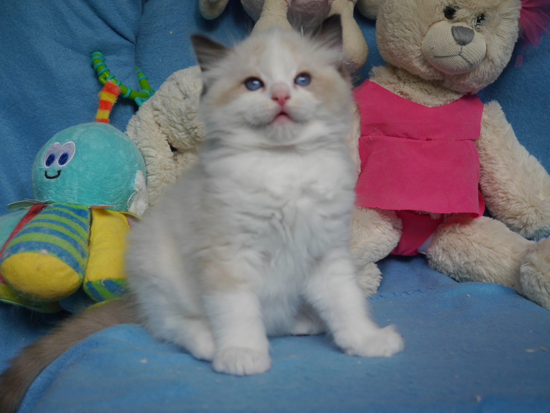 Lolek